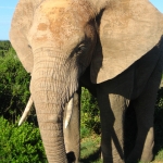 African_Elephant