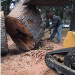 logs-cut