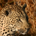 African_Leopard_Chitwa_South_Africa_Luca_Galuzzi_2004