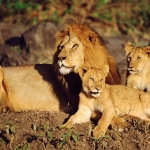 African_Lions_Masai_Mara_Kenya