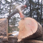 logs-cut-2