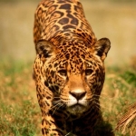 leopard-africa-safari-