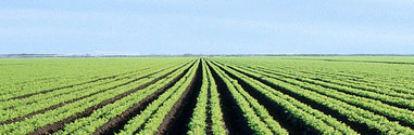 Agriculture