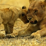 lioness_cub