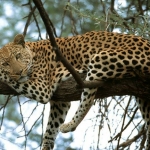 Leopard-in-tree-big