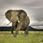 African-Bush-Elephant-2